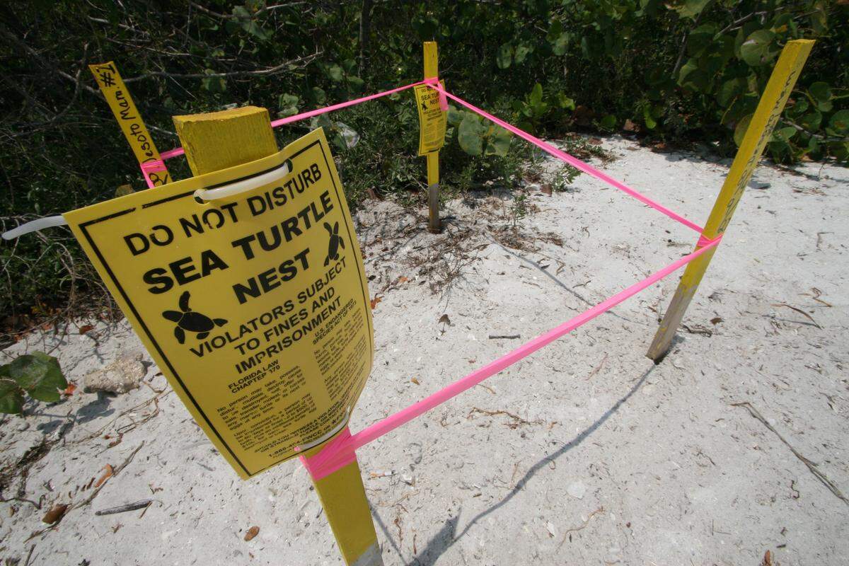 BRADENTON...A recently discovered sea turtle nest is roped-off at the DeSoto National Memorial in West Bradenton. BRIAN BLANCO/bblanco@bradenton.com