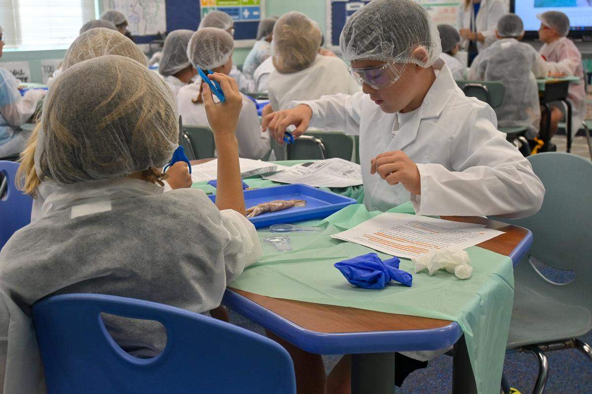 A fifth-grade class at Anna Maria Elementary’s Guy Harvey Academy dissects a squid during a science lesson.