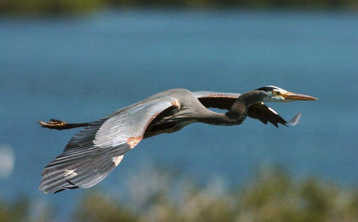 A great blue heron is pictured from the top of the observation tower as it flies over the dense foliage of Emerson Point Preserve. The tower overlooks the waters of the Manatee River, Tampa Bay and Terra Ceia Bay.
