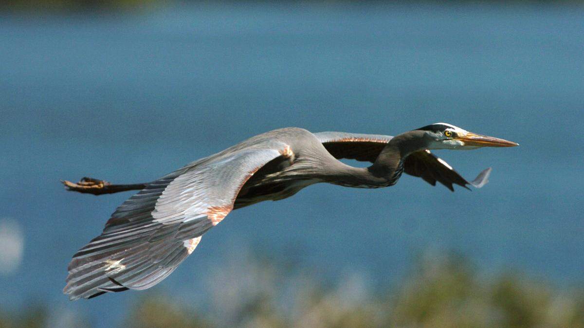 A great blue heron is pictured from the top of the observation tower as it flies over the dense foliage of Emerson Point Preserve. The tower overlooks the waters of the Manatee River, Tampa Bay, and Terra Ceia Bay.