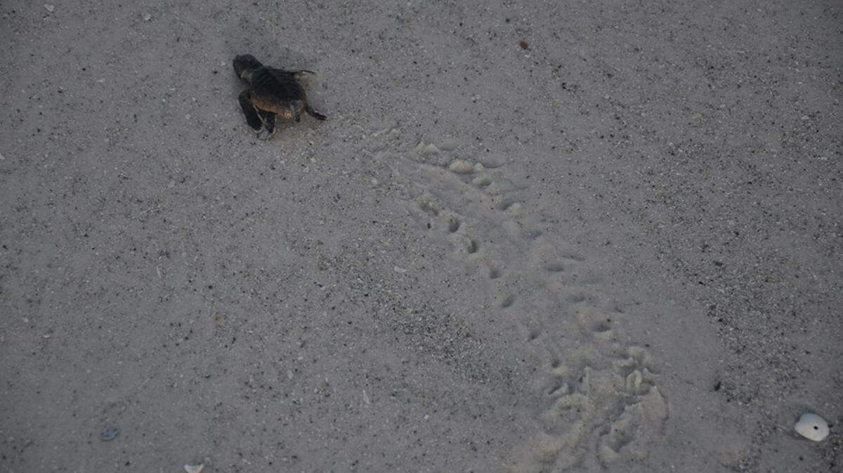 A baby loggerhead sea turtle crawls to the Gulf of Mexico, after it was rescued from a nest on Anna Maria Island in August. Most hatchlings crawl to the sea on their own, but volunteers with Anna Maria Island Sea Turtle Watch sometimes have to help stragglers so they don't get left behind.MARC R. MASFERRER/Bradenton Herald
