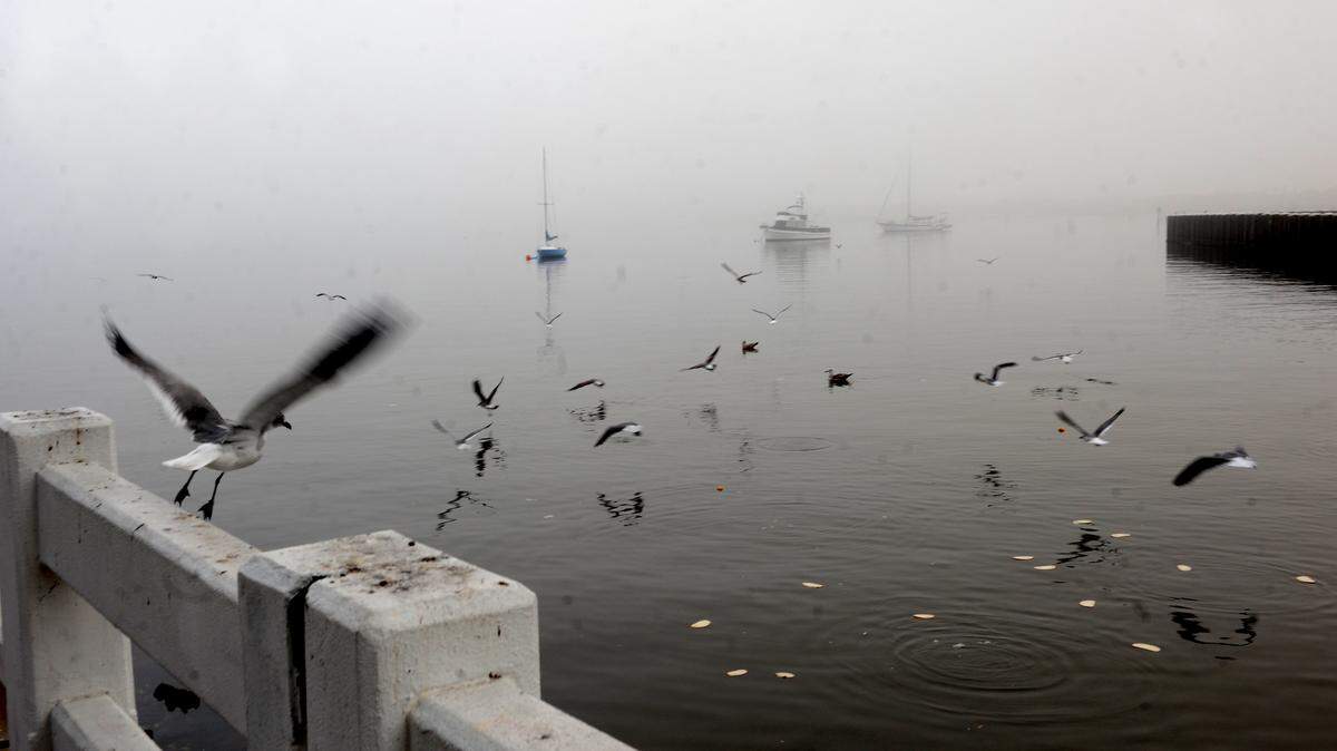 Shrouded in an early morning fog, gulls circle the water in search of food Wednesday in the Manatee River off Bradenton's Riverwalk. 
 GRANT JEFFERIES/Bradenton Herald