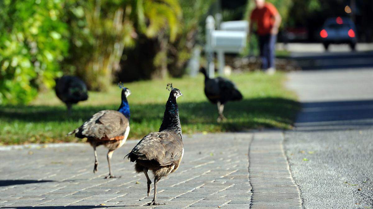 About a hundred peacocks living in the Village on the north end of Longobat Key are slated to be trapped and removed after about 50 years of living on the island. The Longboat Key Commission voted in June to hire trappers to remove all but 10-12 males from the island.TIFFANY TOMPKINS-CONDIE/Bradenton Herald