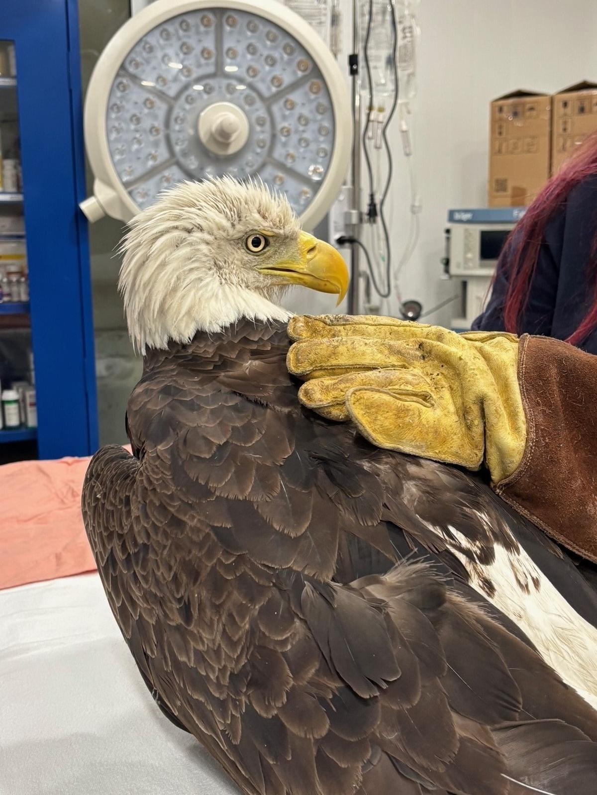 Lakewood Ranch’s Doug Hay rescued a bald eagle from a lake in his neighborhood in April 2025. The eagle needed surgery to repair a hole in its chest, and is recovering at the Wildlife Center of Southwest Florida in Venice.