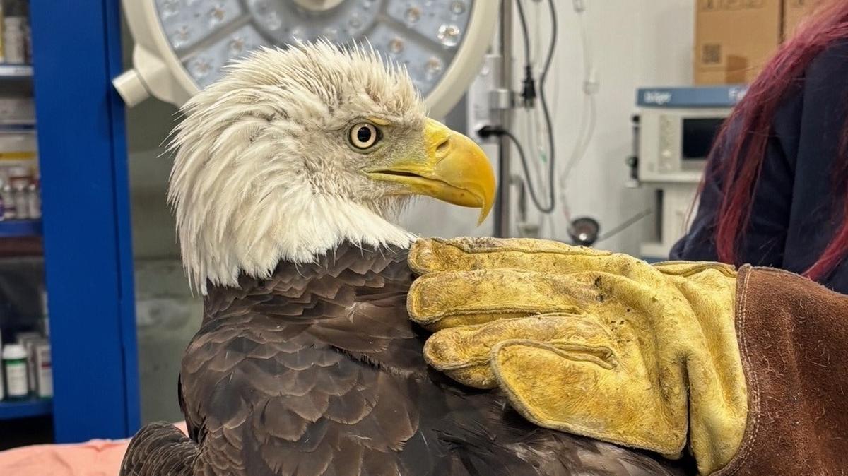 Lakewood Ranch’s Doug Hay rescued a bald eagle from a lake in his neighborhood in April 2025. The eagle needed surgery to repair a hole in its chest, and is recovering at the Wildlife Center of Southwest Florida in Venice.