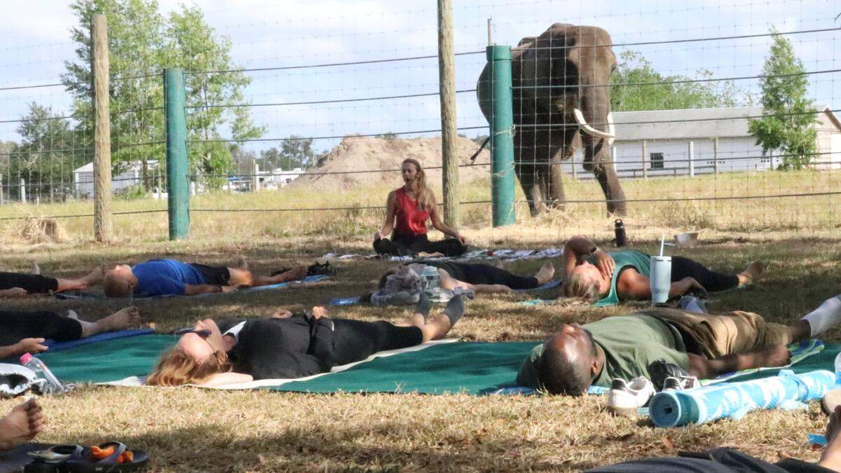 Lou, an African elephant, hovers near a yoga class led by Annemarie Kennedy, at the Myakka Elephant Ranch on 4/10/2023. The class by Operation Warrior Resolution is for veterans and their families, but is also offered to nonveterans.