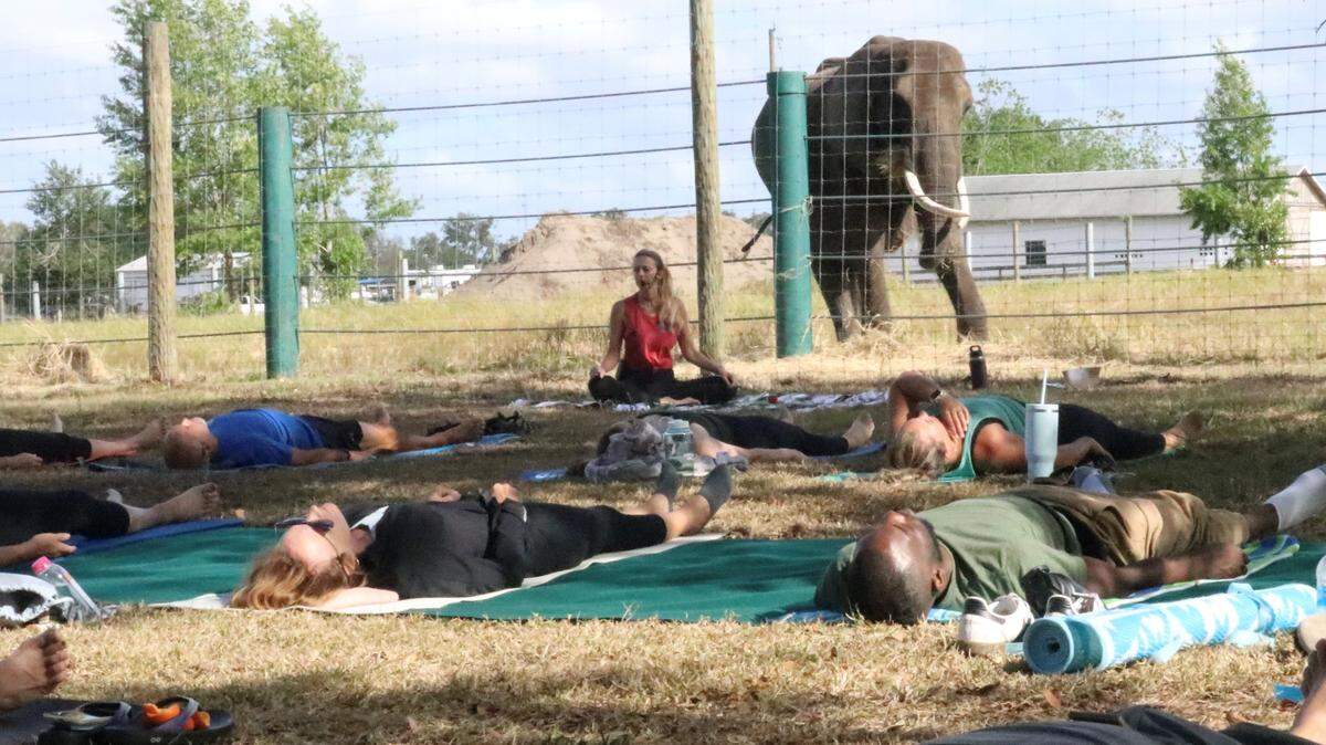 Lou, an African elephant, hovers near a yoga class led by Annemarie Kennedy, at the Myakka Elephant Ranch on 4/10/2023. The class by Operation Warrior Resolution is for veterans and their families, but is also offered to nonveterans.