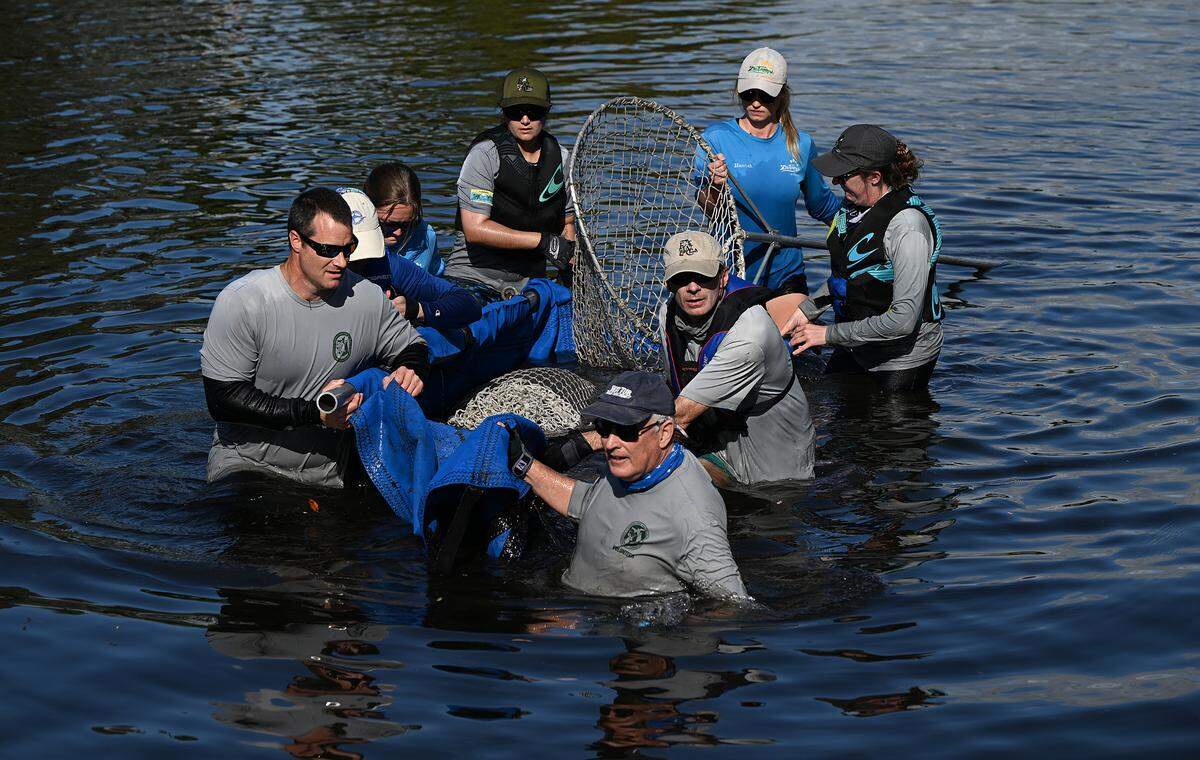 Rescuers from the Florida Fish and Wildlife Conservation Commission, Mote Marine’s Stranding Investigation Program and the Bishop Museum of Science and Nature rescued a manatee calf suffering from cold stress in Wares Creek in Bradenton on Thursday afternoon.