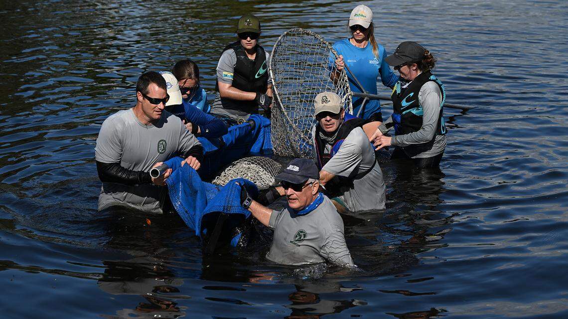 Florida wildlife officials rescue distressed manatee calf near downtown Bradenton
