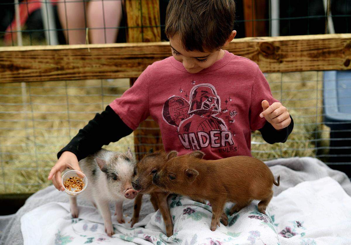 11/14/21—Nicholas Morales, 6, plays with tiny pigs at the Sarasota Medieval Fair in Myakka Sunday.