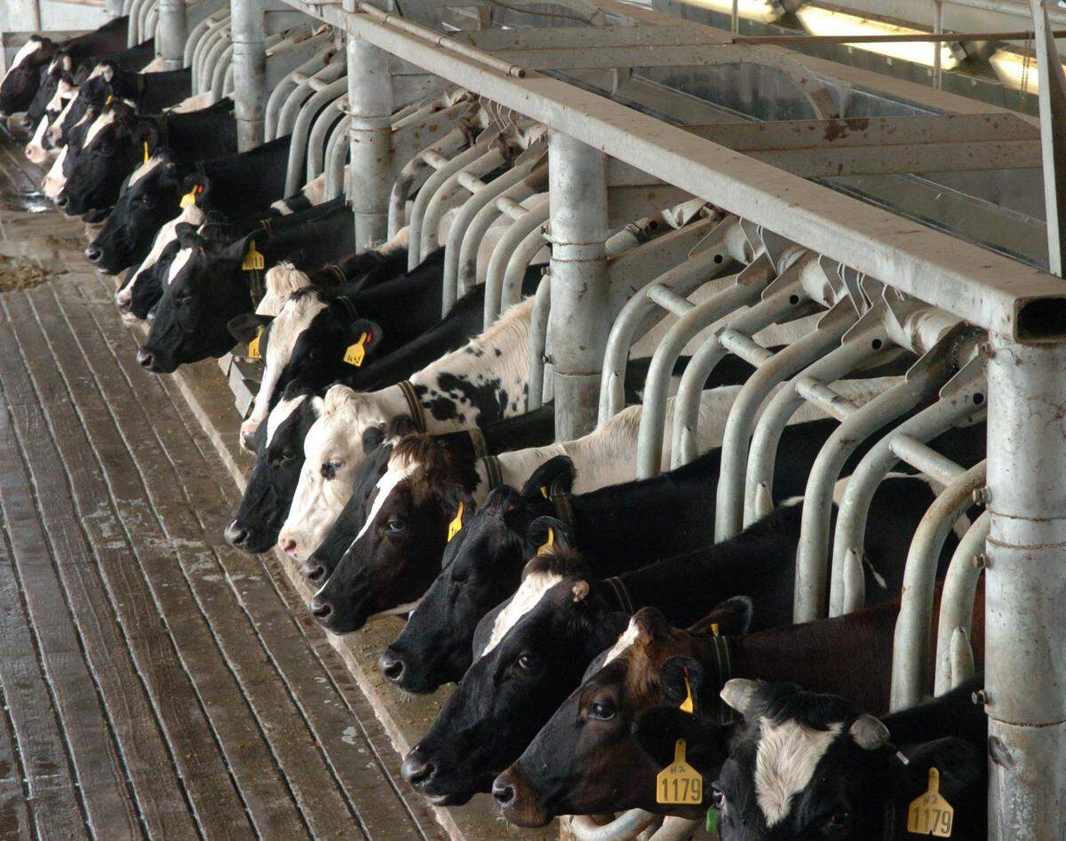 In quieter time, cows line up in the milking parlor at Dakin Dairy Farms in Myakka City. Dakin Dairy Farm is the last dairy farm in Manatee County.