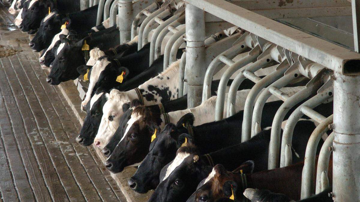 Cows line up in the milking parlor at Dakin Dairy Farms in Myakka City.