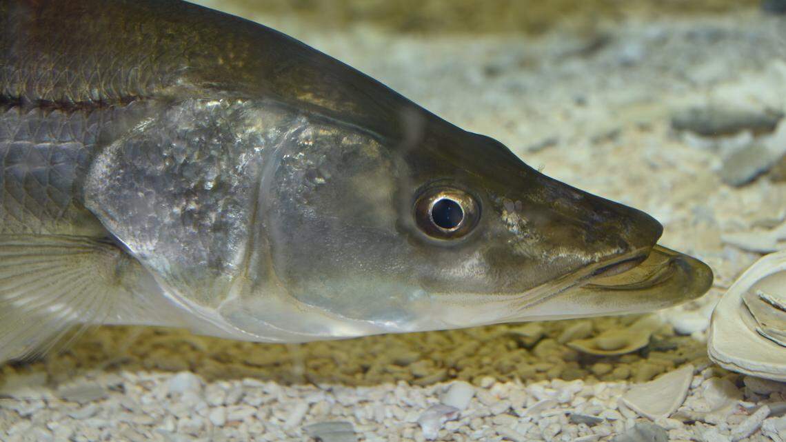 Populations of estuarine fish like snook (pictured) were heavily affected by a powerful red tide event along Florida’s west coast that lasted from late 2017 to early 2019.