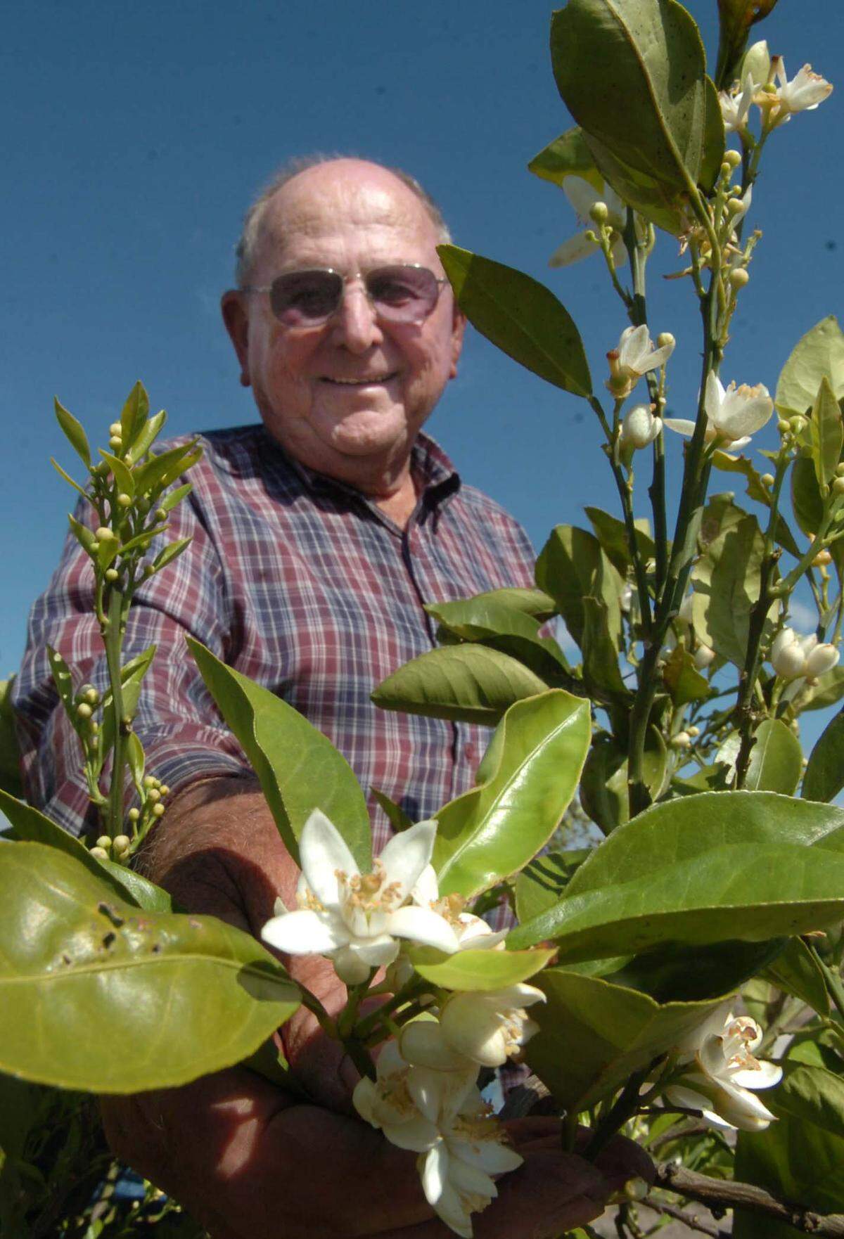 The late Bill Mixon, founder of Mixon Fruit Farm, shows orange blossoms in bloom. HERALD FILE PHOTO