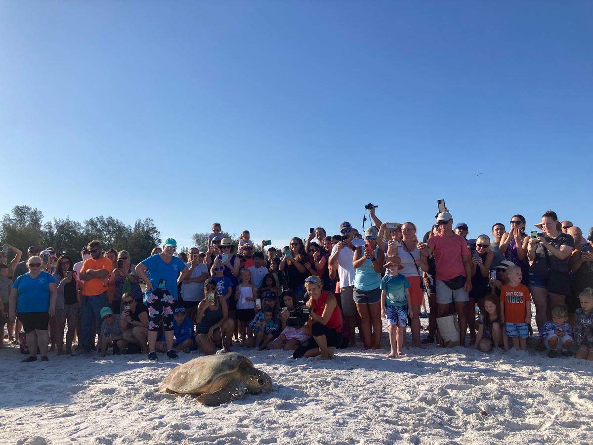 Turtle watchers line Esther the sea turtle’s path as she makes her way to ocean on Coquina Beach Monday.