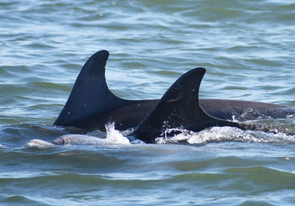 Scrappy swimming with his alliance partner together in Sarasota Bay last November.