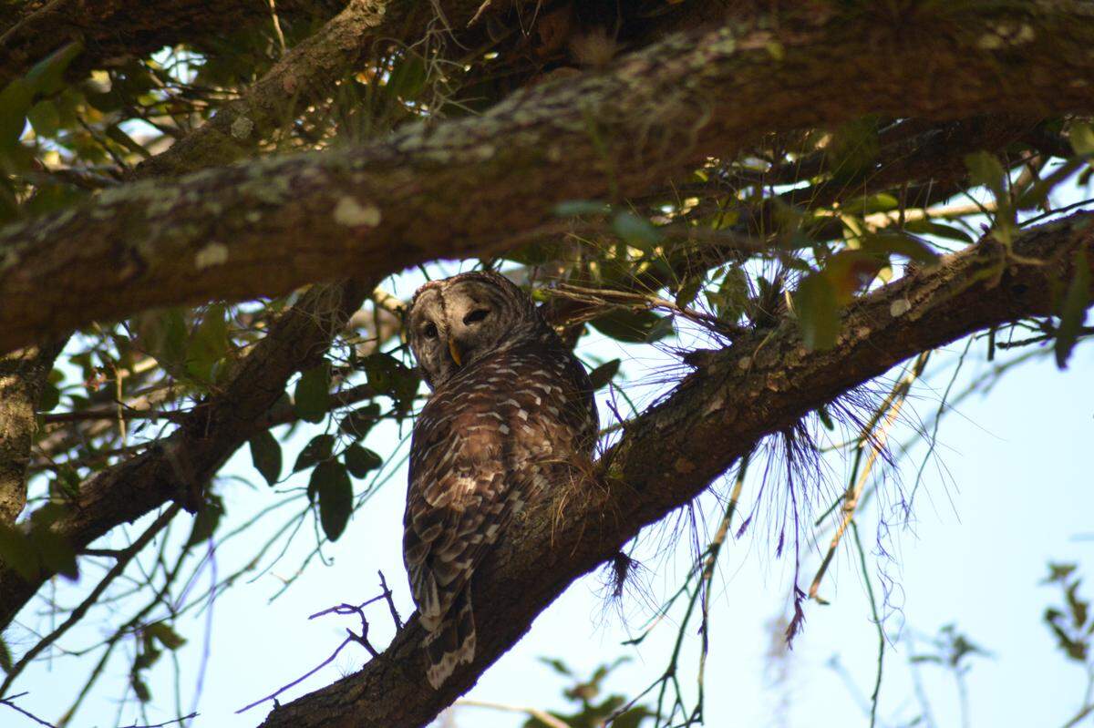 2-10-24--A barred owl was spotted during a guided tour of Duette Preserve hosted by Manatee Fish & Game Association.