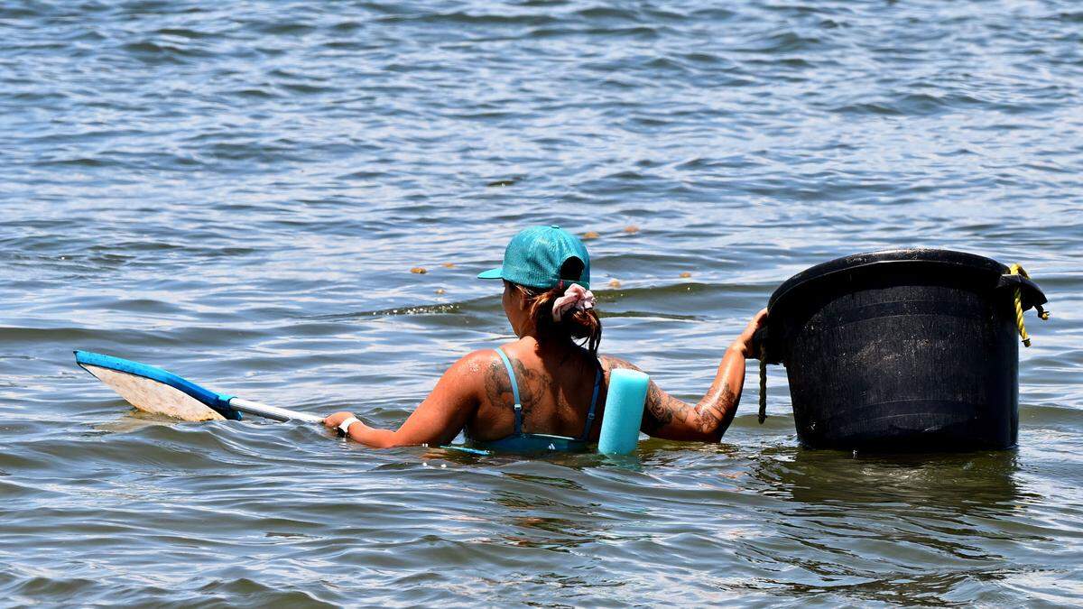 Horse droppings are scooped up by a worker with a net and a basket while riders participate in a group ride at Palma Sola Bay.