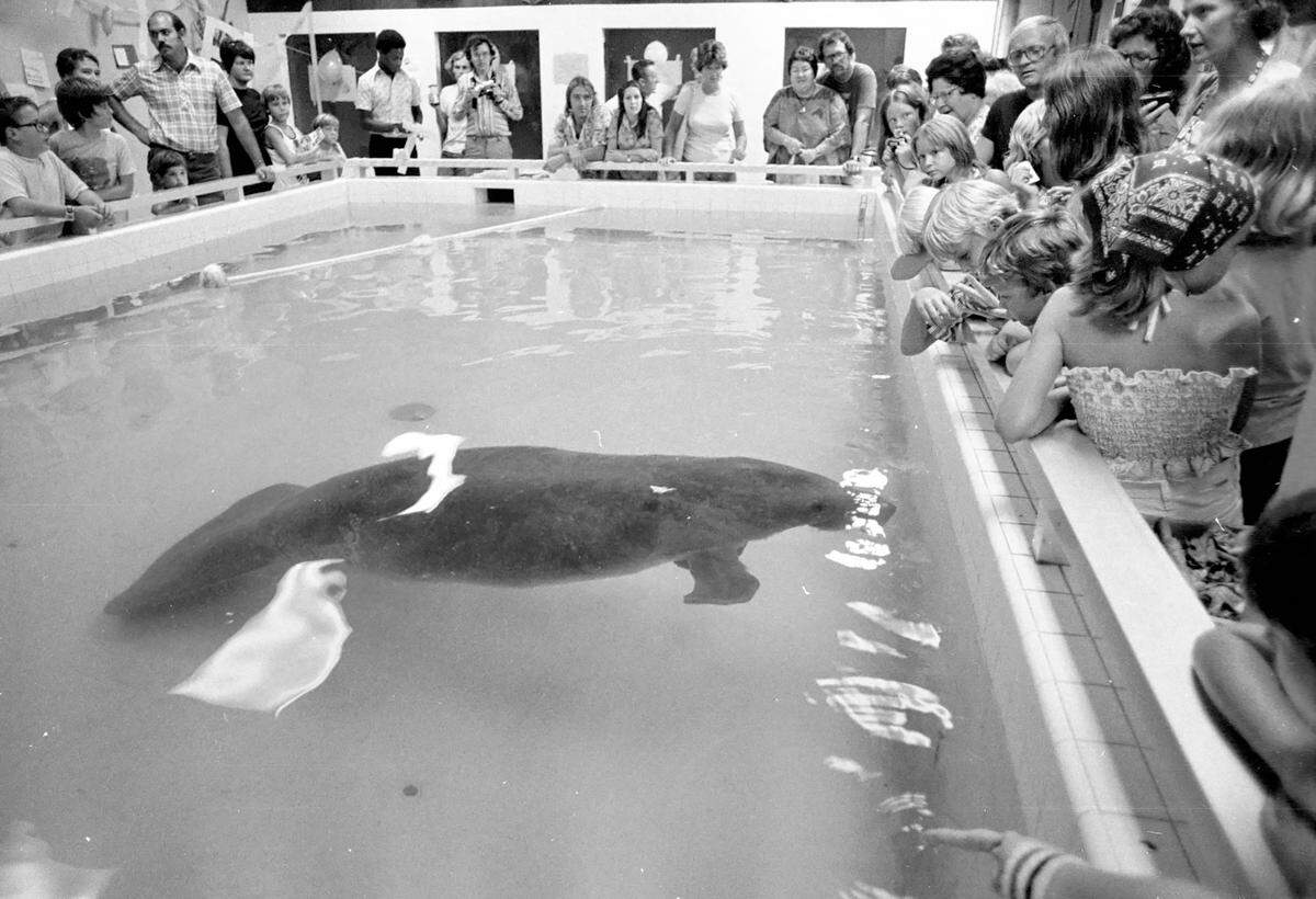 South Florida Museum hosts a party for Snooty the Manatee’s 29th birthday in July 1977.