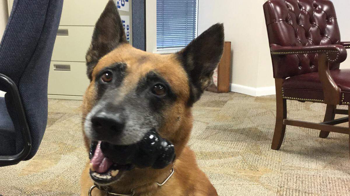 Palmetto police canine officer Xent was retired Nov. 2 after the department phased out its canine program. Xent has become the popular face of the department on social media and though he is now enjoying civilian life with his partner of three years, Xent will carry on voluntary public relations duties. MARK YOUNG/Bradenton Herald