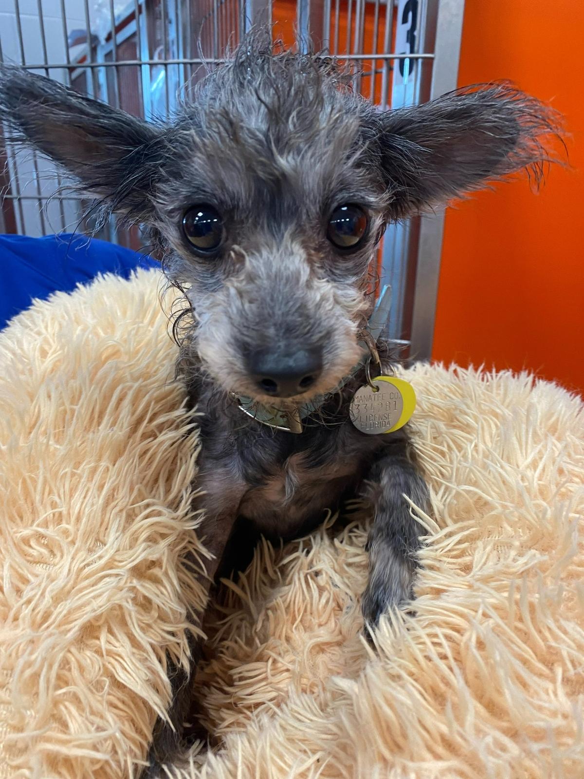 One of 14 dogs rescued from a Bradenton home on May 7, 2022.
