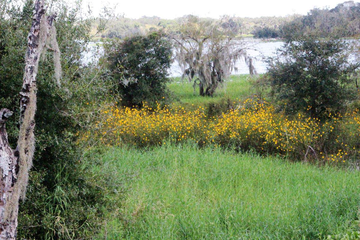 Swamp sunflower brightened the blues and greens of Tatum Sawgrass Marsh at the Myakka River Bridge on Myakka Road.