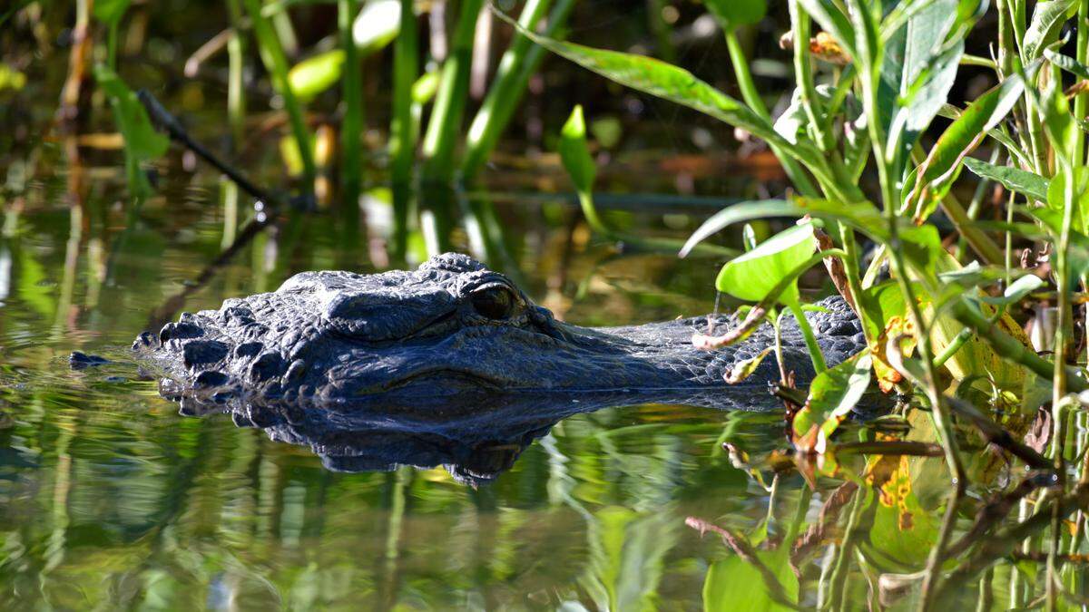 Florida wildlife experts have advice for residents and tourists on how to avoid or help native animals that become more common in the spring, such as the American alligator.