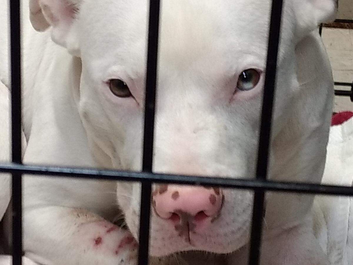 A dog is recovering after being shot in the face and rescued, according to Manatee County Animal Services.