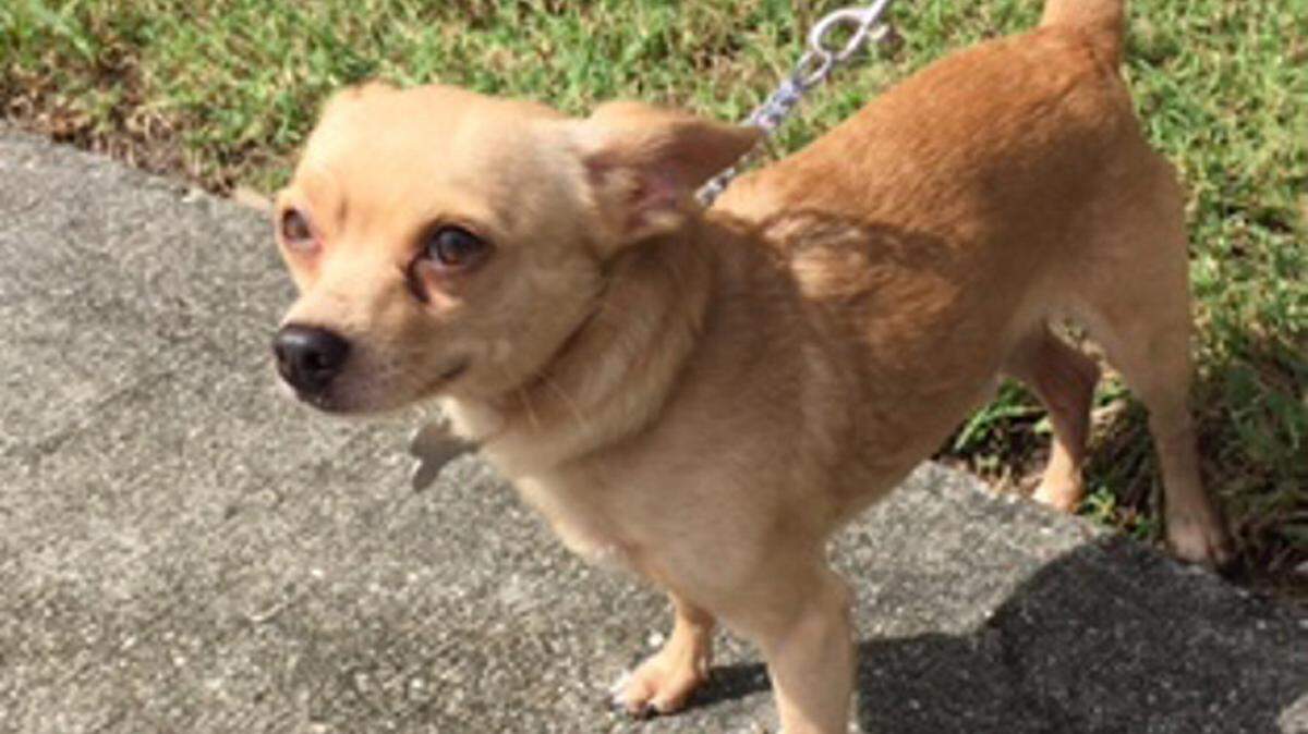 Rhett, a 3- 1/2-year-old Chihuahua, is available for adoption at the Humane Society of Lakewood Ranch for $125. PHOTO PROVIDED