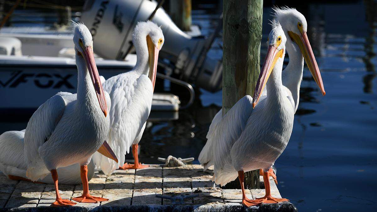 12/27/21—White pelicans gather at the end of a short dock on Sarasota Bay in Paradise Bay Estates, a 55 and over mobile home park on Cortez Road West.