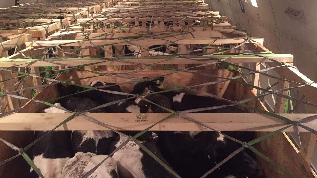 Renee Strickland of Parrish shipped 302 cattle this month to Pakistan in crates on a chartered Boeing 747. 
 PROVIDED PHOTO