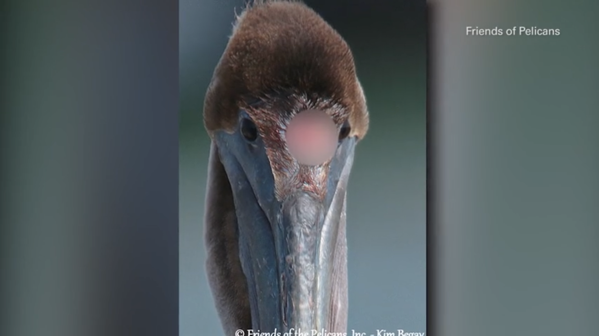 Scalped pelican found at South Skyway Fishing Pier (Friends of Pelicans via Spectrum Bay News 9)