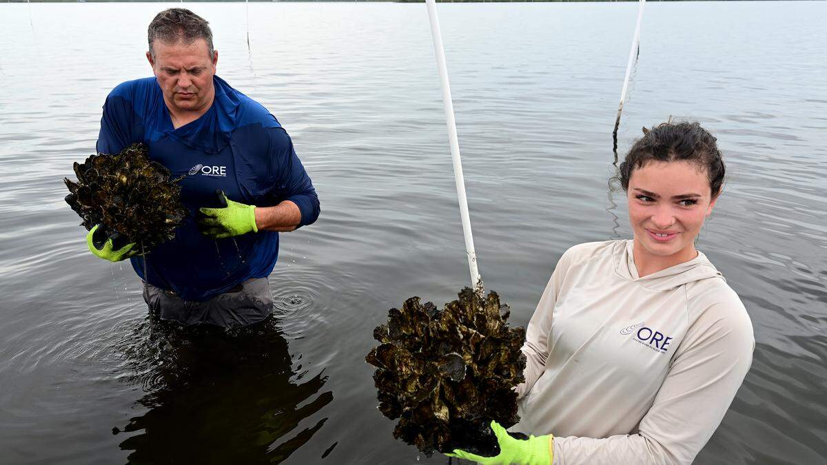 Damon Moore, founder and executive director of Oyster River Ecology and Abbey Kuhn, ecological project coordinator with oysters on the rag pots they deployed on the Manatee River on Feb. 27, 2026.