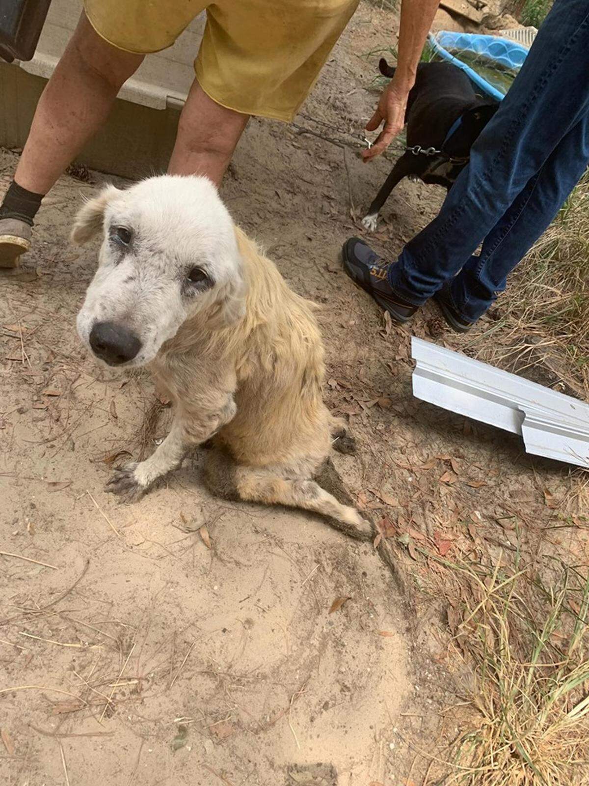 One of 90 dogs found by Holmes County Sheriff’s Office to be in bad condition after deputies arrested two people who were supposed to be caring for the dogs.