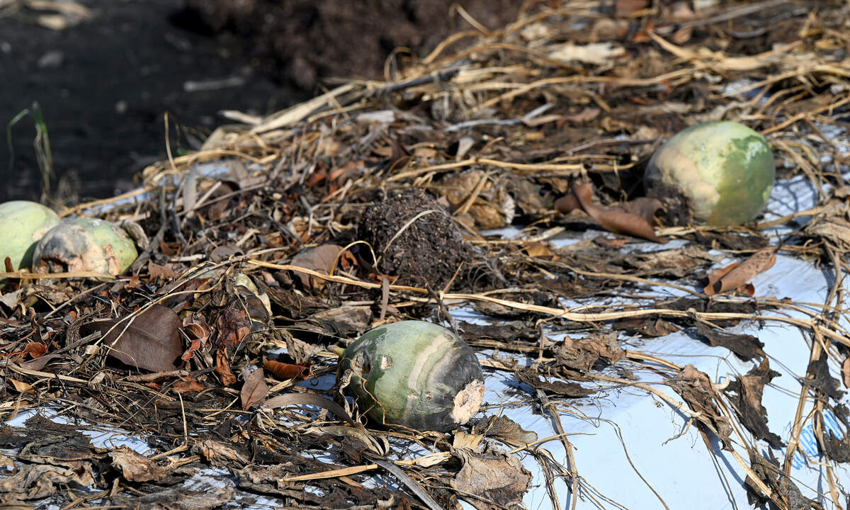 The Geraldson’s small farm in northwest Bradenton suffered devastating losses from the stormwater surge in Hurricane Helene. Cantaloupes died from the saltwater incursion. The family has been farming since the 1960s.