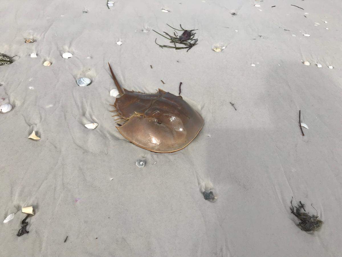 Several horseshoe crabs were spotted on the shores of Anna Maria Island on Monday, victims of red tide.