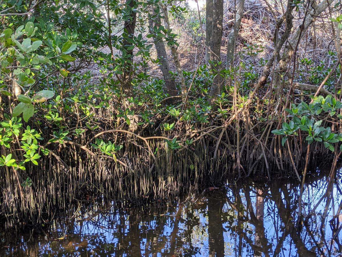 Mangrove trees, like those that grow at the FISH Preserve in Cortez, have specialized to survive in saltwater and brackish environments.