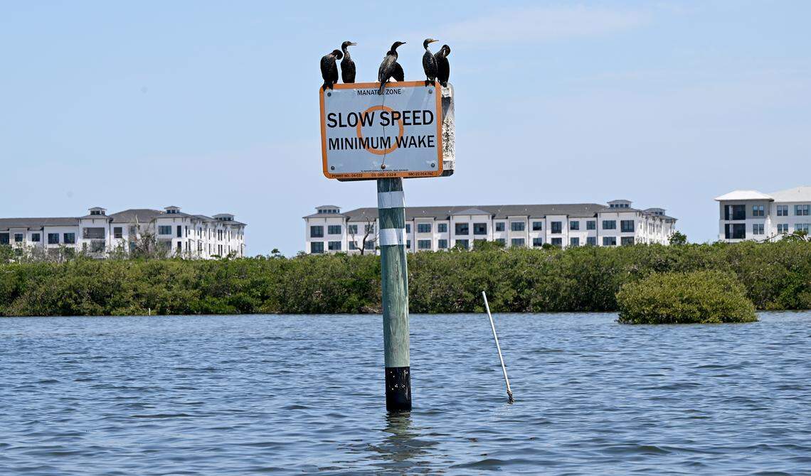 As Manatee County leaders prepared to restore local wetland protections, last-minute opposition by Florida officials forced them to delay their vote. Wetlands bordering Cirrus at Aqua Apartments along Sarasota Bay are shown here on April 24, 2025.