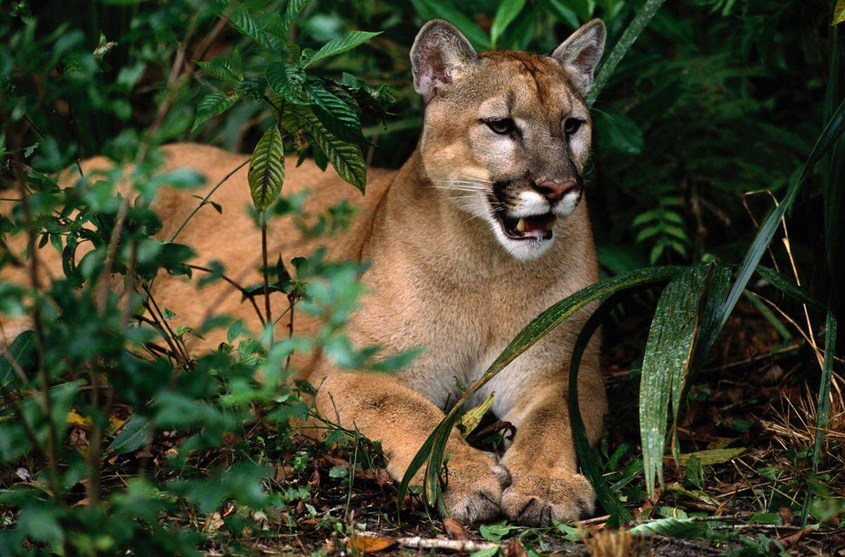 The Florida panther is the most endangered cat in North America, according to the Endangered Species Coalition.
