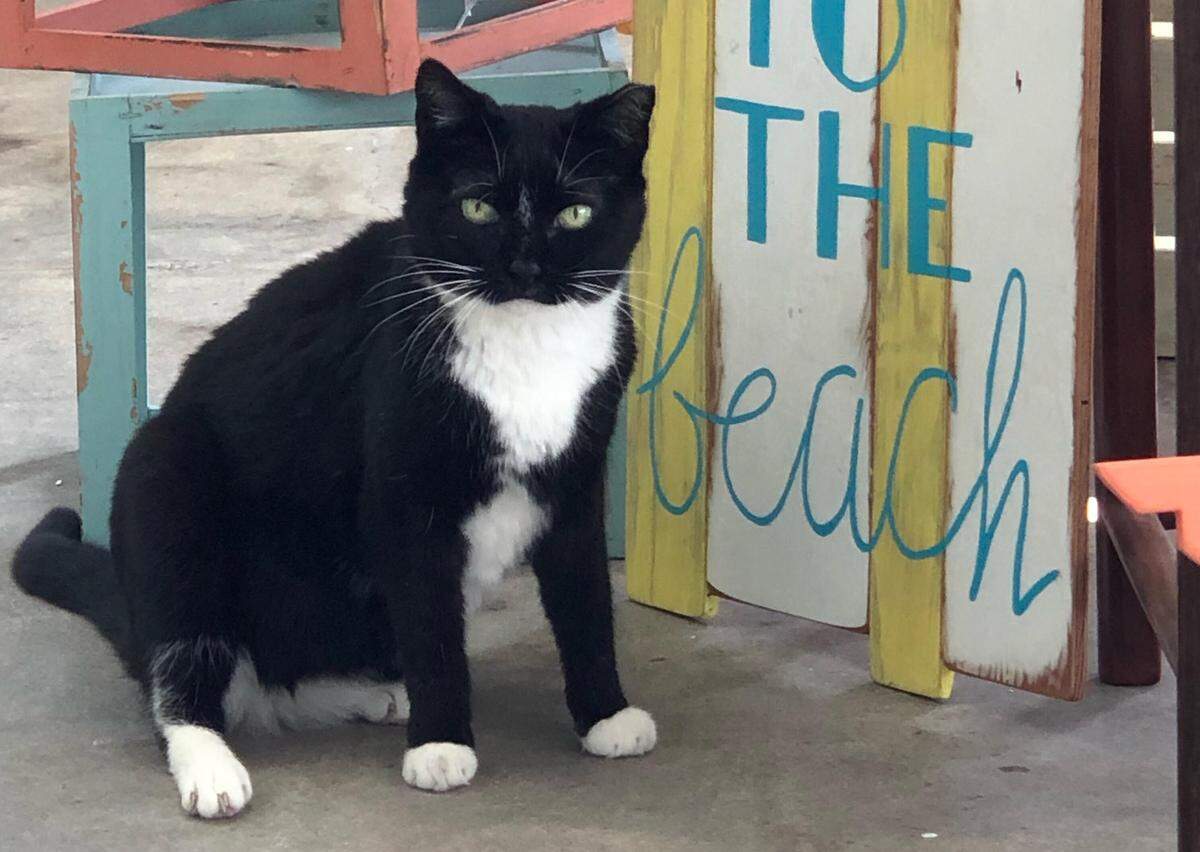 Rusty the cat made the trip across the street to The Rusty Crickett’s new location at 1304 Sixth Ave. W. in Bradenton.