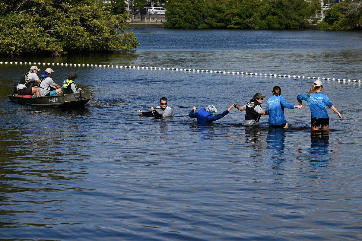Rescuers from the Florida Fish and Wildlife Conservation Commission, Mote Marine’s Stranding Investigation Program and the Bishop Museum of Science and Nature rescued a manatee calf suffering from cold stress in Wares Creek in Bradenton on Thursday afternoon.