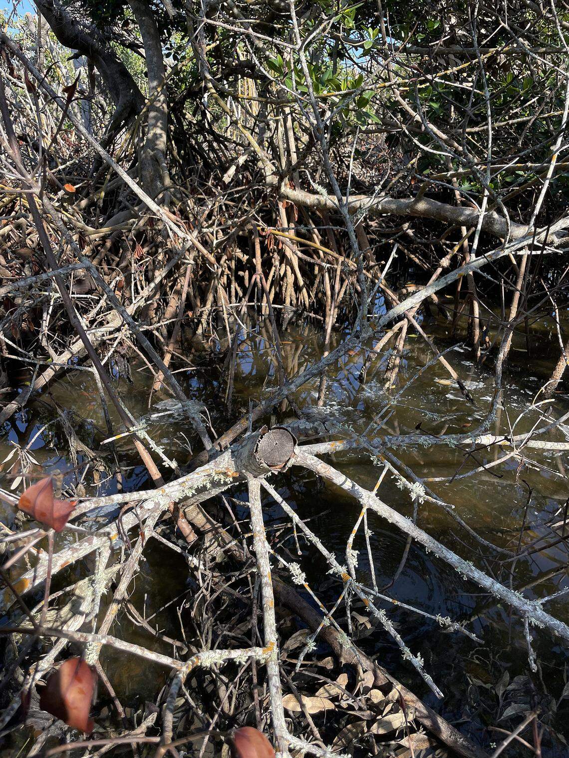 Local environmental advocates have raised concern with recent mangrove trimming along the western shoreline of Sarasota Bay, where the Aqua by the Bay development is under construction.
