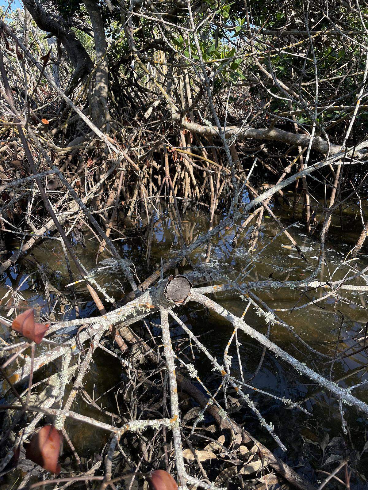 Local environmental advocates have raised concern with recent mangrove trimming along the western shoreline of Sarasota Bay, where the Aqua by the Bay development is under construction.