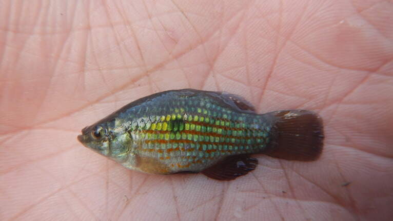 A small fish with a big job: The American Flagfish and Florida’s troubled waters