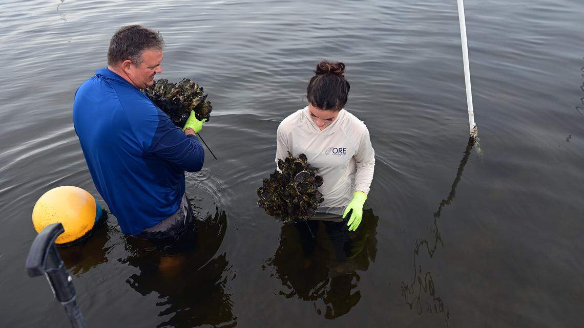 Damon Moore, founder and executive director of Oyster River Ecology and Abbey Kuhn, ecological project coordinator with oysters on the rag pots they deployed on the Manatee River on Feb. 27, 2026.