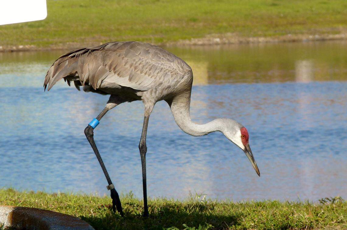 The number, placement and color of bands on a tagged sandhill crane helps researchers distinguish between individuals.