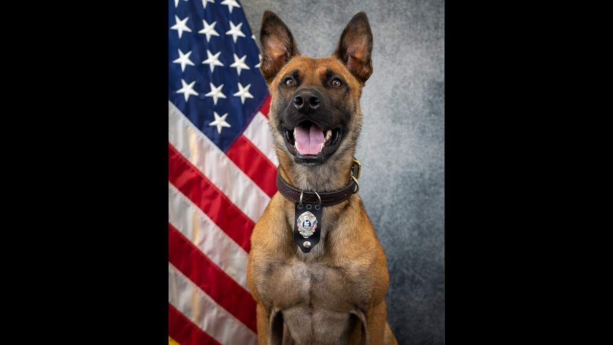 K9 Drax died on Tuesday morning alongside Officer Brandon Smolarz, his “partner and best friend,” Bradenton Police Department said.