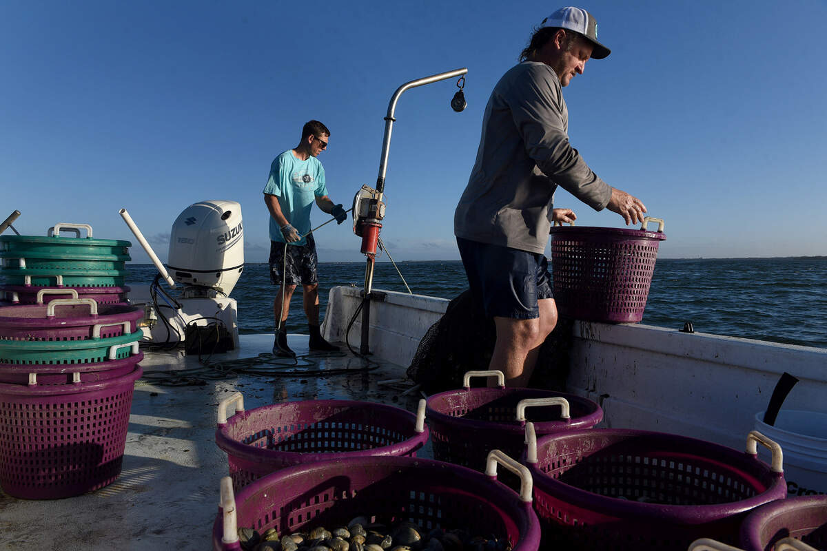 12/15/21—D.J. Strott, right, and Ryan Brown work the waters of Tampa Bay as they haul in nets filled with clams. The set the seedling clams into the shallow waters, and pull them up months later when they’re ready.