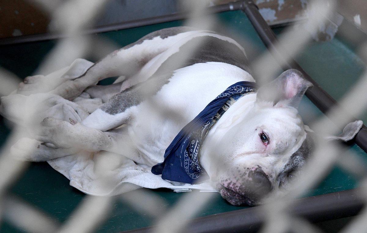 The Manatee Community Foundation has started a fundraising challenge to benefit the Manatee County Animal Shelter in Bradenton.