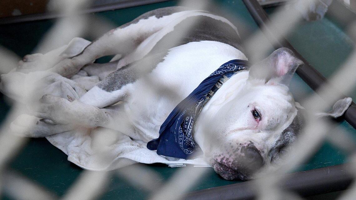 Why were volunteers fired from Manatee animal shelter? There may be a plan to close it